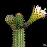 Weberbauerocereus cuzcoensis (Peru) (only two plants ! exceptional)